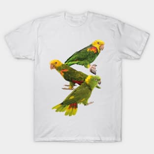 Parrots T-Shirt